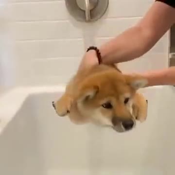 Puppy Doing Mission Bath Possible