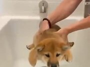 Puppy Doing Mission Bath Possible