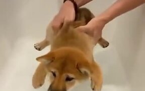 Puppy Doing Mission Bath Possible - Animals - VIDEOTIME.COM