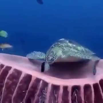 Turtle Yawning Underwater