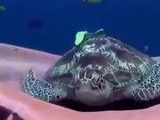 Turtle Yawning Underwater