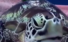 Turtle Yawning Underwater - Animals - VIDEOTIME.COM