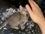 Silly Kitten Aiding Human