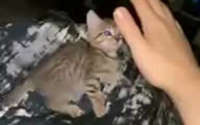 Silly Kitten Aiding Human - Animals - VIDEOTIME.COM