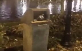 Kids Disturbing A Raccoon - Animals - VIDEOTIME.COM