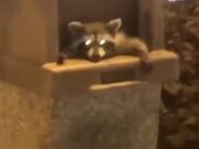 Kids Disturbing A Raccoon