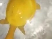 A Very Rare Yellow Turtle