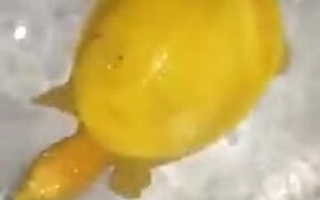 A Very Rare Yellow Turtle - Animals - VIDEOTIME.COM