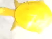 A Very Rare Yellow Turtle