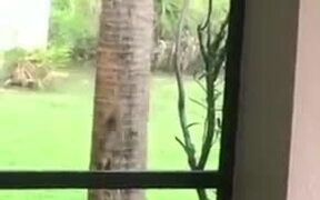 Cat Trying To Catch A Squirrel