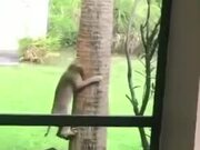 Cat Trying To Catch A Squirrel