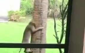 Cat Trying To Catch A Squirrel - Animals - VIDEOTIME.COM