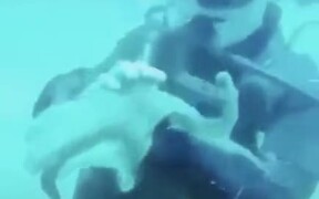 Sea Diver Playing With An Octopus - Animals - VIDEOTIME.COM