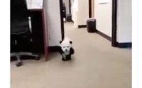 Panda Dogs Are The Cutest Outfit - Animals - VIDEOTIME.COM