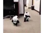 Panda Dogs Are The Cutest Outfit