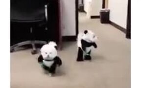 Panda Dogs Are The Cutest Outfit - Animals - VIDEOTIME.COM