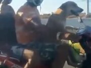 Dog Getting Trained To Ride A Bike
