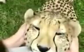 Friendly Leopard Loves Ear Massages - Animals - VIDEOTIME.COM