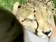 Friendly Leopard Loves Ear Massages