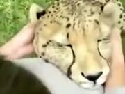 Friendly Leopard Loves Ear Massages