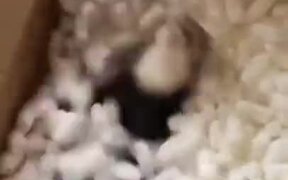 Ferret Enjoying Packing Peanuts - Animals - VIDEOTIME.COM