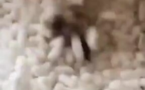 Ferret Enjoying Packing Peanuts - Animals - VIDEOTIME.COM