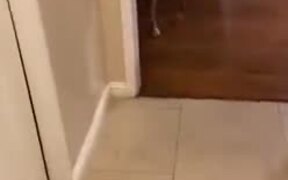 Dog Brings Present To Mother Every Time - Animals - VIDEOTIME.COM