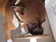 Dog Brings Present To Mother Every Time