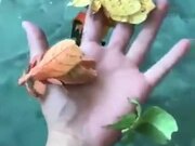 Ever Wanted Walking Leaves As Pets?
