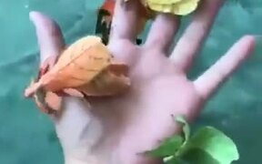 Ever Wanted Walking Leaves As Pets? - Animals - VIDEOTIME.COM