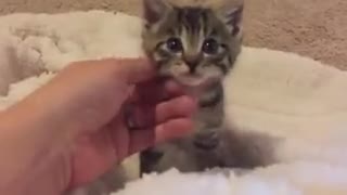 Kitten Talking To Owner About Its Day