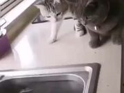 When A Fish Chased After Two Cats