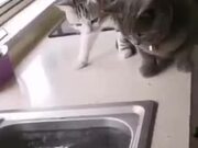 When A Fish Chased After Two Cats