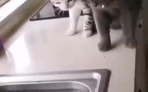 When A Fish Chased After Two Cats - Animals - VIDEOTIME.COM