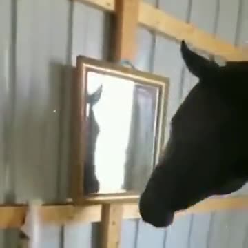 Horse Watching A Mirror For The First Time