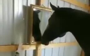 Horse Watching A Mirror For The First Time - Animals - VIDEOTIME.COM