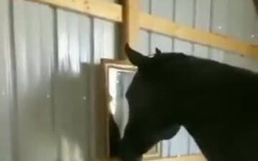 Horse Watching A Mirror For The First Time - Animals - VIDEOTIME.COM