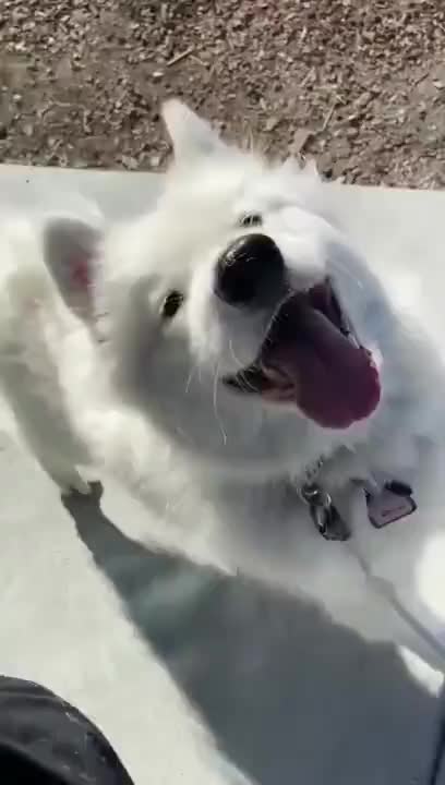 Pretty Dog Too Happy To Go For A Walk