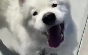 Pretty Dog Too Happy To Go For A Walk - Animals - Videotime.com