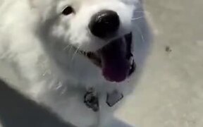 Pretty Dog Too Happy To Go For A Walk