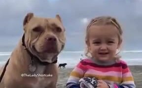 Pitbull And Little Girl Posing For A Picture - Animals - VIDEOTIME.COM