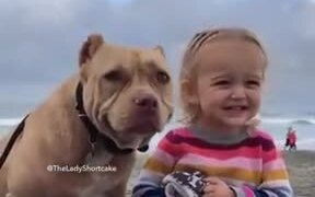 Pitbull And Little Girl Posing For A Picture - Animals - VIDEOTIME.COM