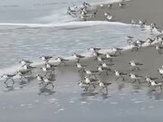 Birds Running Away From The Tide