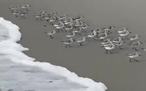 Birds Running Away From The Tide - Animals - VIDEOTIME.COM