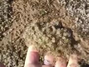 Thousands Of Crab Babies