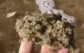 Thousands Of Crab Babies - Animals - VIDEOTIME.COM