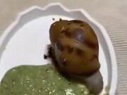 A Snail-Eating Smoothie
