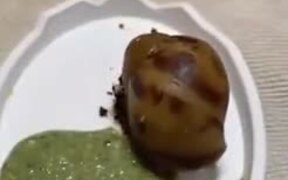 A Snail-Eating Smoothie