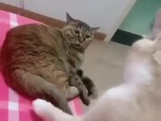 When Cat's Wife Is Not In The Mood