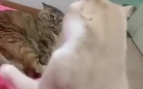When Cat's Wife Is Not In The Mood - Animals - VIDEOTIME.COM